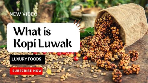 goat coffee poop|Kopi luwak .
